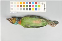 五色鳥藏品圖，第5張
